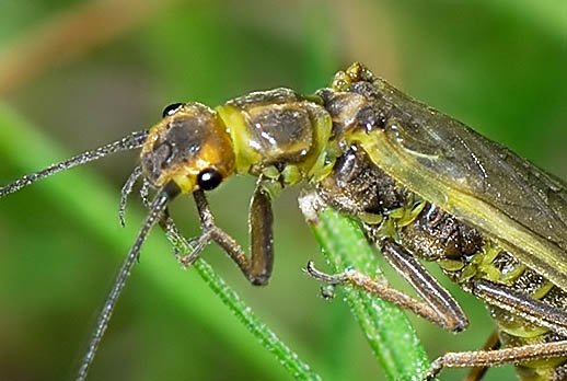 Isoperla sp.